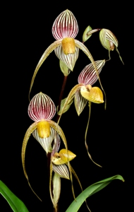 Paphiopedilum Genevieve Booth Arnie AM/AOS 85 pts.